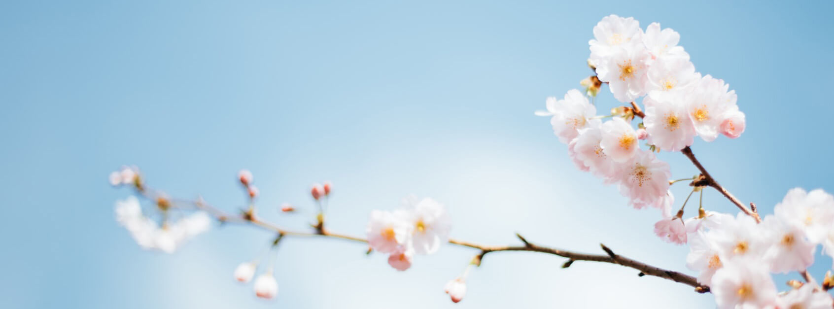 又莲